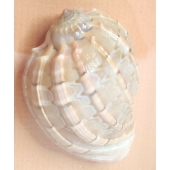 Vtg Framed Shadow Box Sea Shell (David Harp) Nautical Decor - Picture 5 of 7